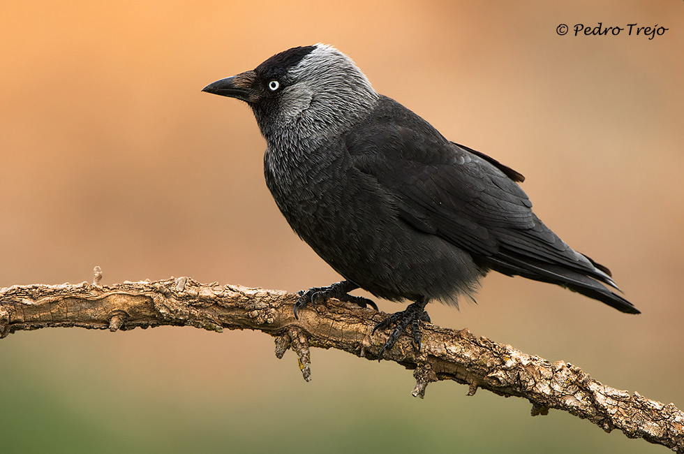 Grajilla (Corvus monedula)